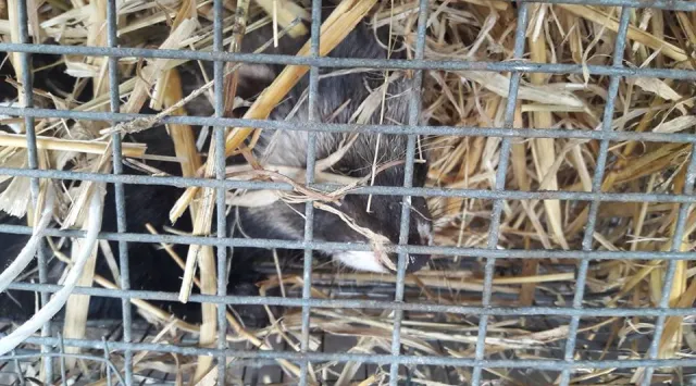 Відвідувачам Луцького зоопарку заборонили годувати тварин — фото 1